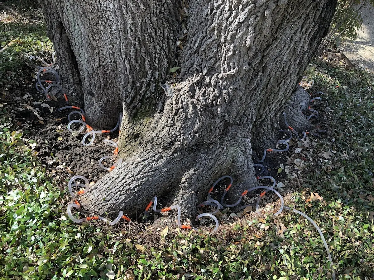 Detailed Tree Cabling and Bracing job site in Fiddletown